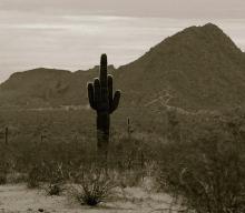 cactus.jpg