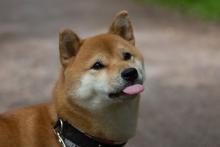 Those_cute_little_Shiba_Inu_under_the_lens_02.jpg