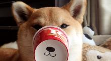 shiba-inu-shibe-doge-quiz.jpg