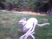 fast dog.jpg