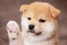 shiba-inu-prix-chiot.jpg