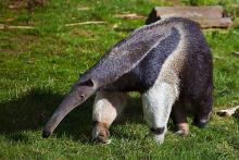 Anteater.jpg