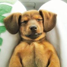 sleeping-dogs-gallery-inline9.jpg