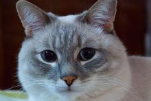 cat concern.jpg