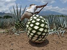 Agave-plant-aint-just-for-tequila-2.jpg