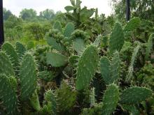 Nopales cactus.jpg