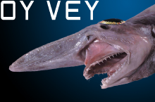 shark jew.png