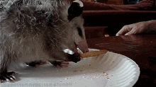 opossum.gif opossum.gif