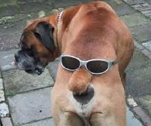 Dog arse face.jpg