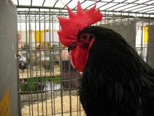 Black_rooster_close-up.jpg