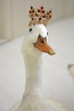 Ducky wears a crown.jpg