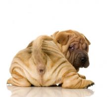 shar-pei-puppy-6-600x531.jpg
