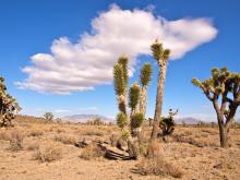 Cactus desert view.jpg
