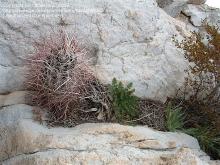 Cactus from Daves garden site and s.jpg