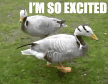 excited duck.gif