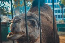 camel-inside-cage-giza-egypt-march-.jpg