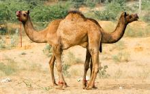 Camel heads at each end.jpg