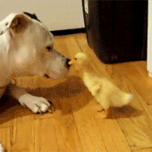 Duck - dog giphy.gif
