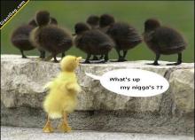 whats-up-my-niggas_o_440094.jpg