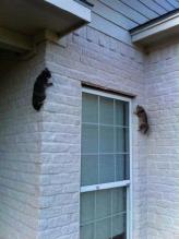 spider_cats.jpg