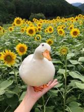 Duck girl holding one in hand.jpg Duck girl holding one in hand.jpg