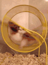 Hamsters spinng in wheel gif.gif