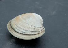 clam.jpg