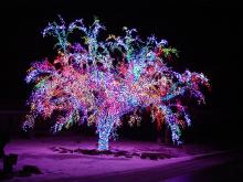 christmas-Lights-tree.jpg