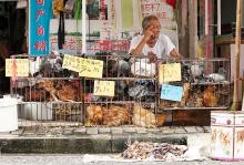 CHINA Poultry JAMMED alive_poultry_.jpg