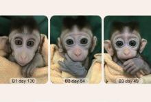 Clones Moneky-3.jpg