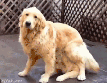 Dog golden pair suprise ani gif.gif
