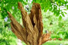Tobacco Leaf dry.jpg