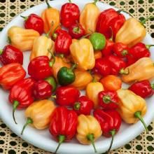 habanero-blend-hot-pepper-pepper-.jpg habanero-blend-hot-pepper-pepper-.jpg