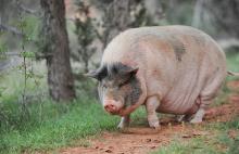 Pig potbelly overweight.jpg Pig potbelly overweight.jpg