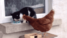 Cat fights chicken to keep its food.gif