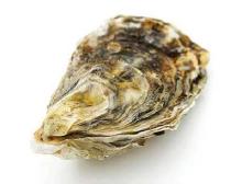 Oyster Shell.jpg