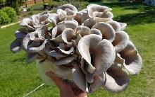 Oyster Mushrooms.jpg