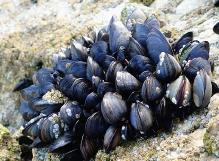 Mussels1.jpg