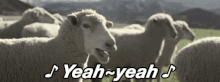 Sheep yeah yeah 200.gif