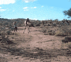 Camel girl chases 200.gif