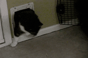 Fat Cat 200.gif
