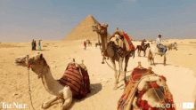 Egypt desert camels and 200.gif