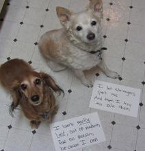 Dog_shaming.jpg