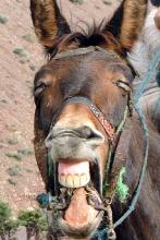 laughing my ass off.jpg