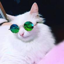 cool cat.jpg