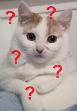 cat questioning.jpg