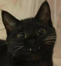 cat smile.jpg