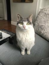 cat confronts you.jpg