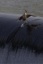 ducksurf.jpg