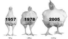 giant_chickens_0.jpg giant_chickens_0.jpg